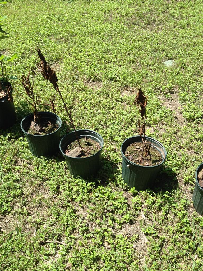 Peach tree cuttings Homesteading Forum