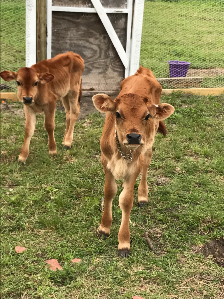 Raising Healthy Jersey Calves - Capitalize on Jerseys