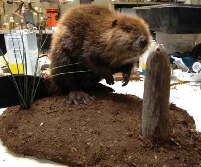 full body beaver mount