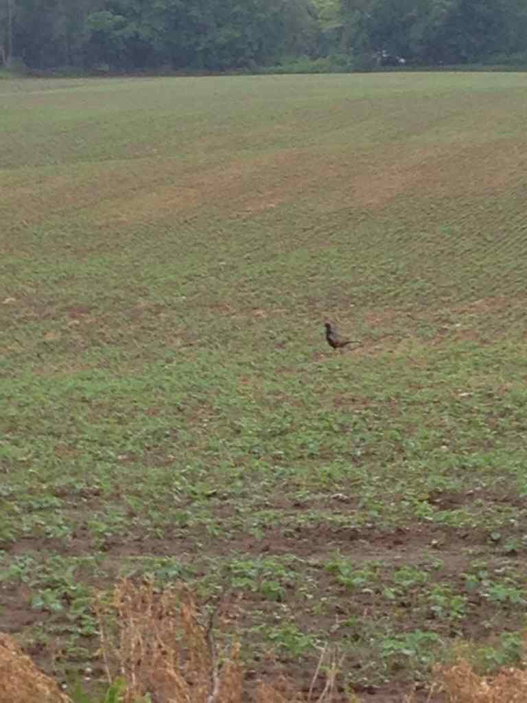 Sichuan pheasant? | Michigan Sportsman - Online Michigan Hunting and ...