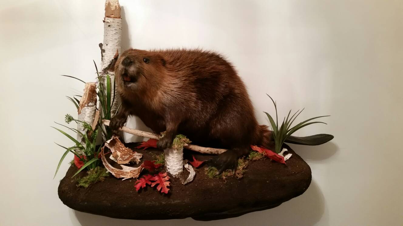 full body beaver mount