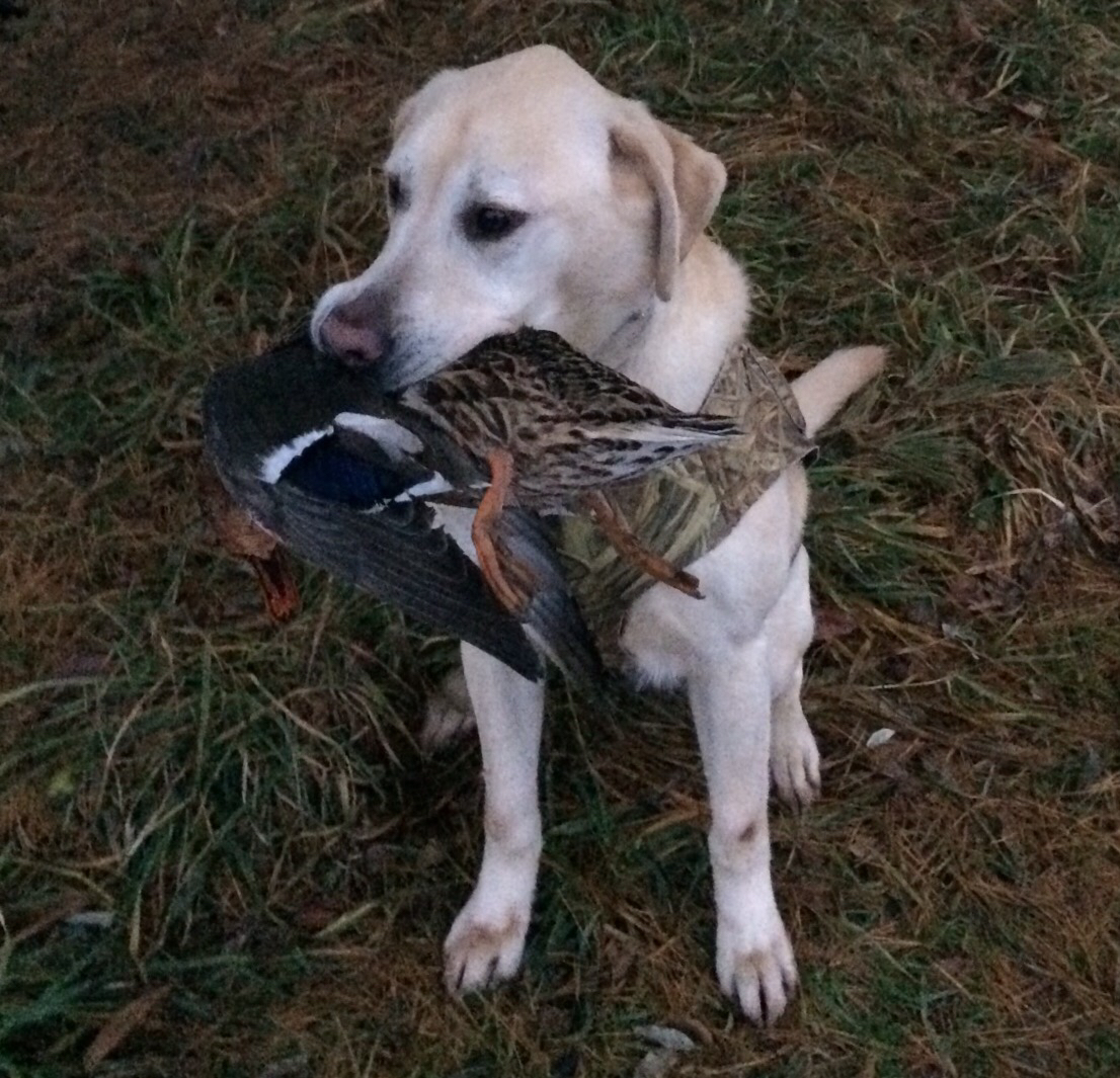 Shiawassee Guest Hunt Info Michigan Sportsman Online Michigan