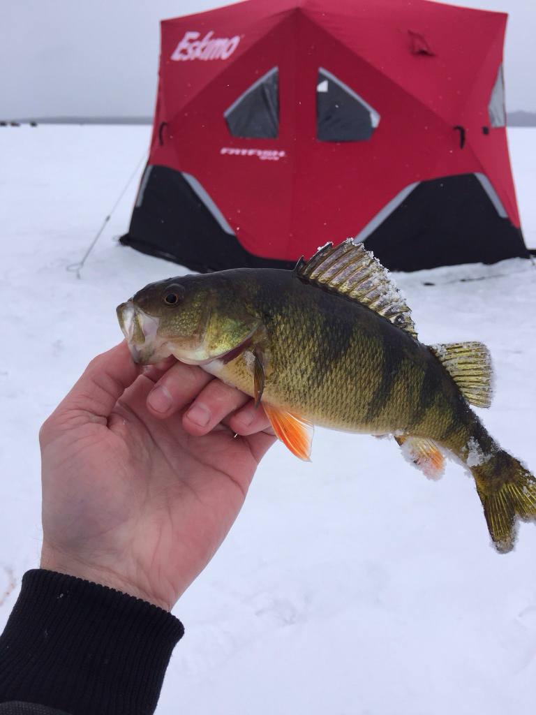 Fletchers pond report Page 3 Michigan Sportsman Online Michigan