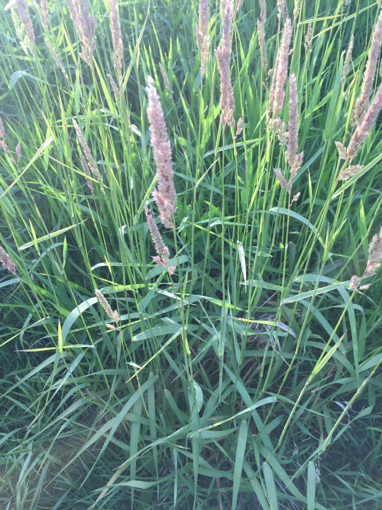 Help ID plant/grass Michigan Sportsman Online Michigan Hunting and