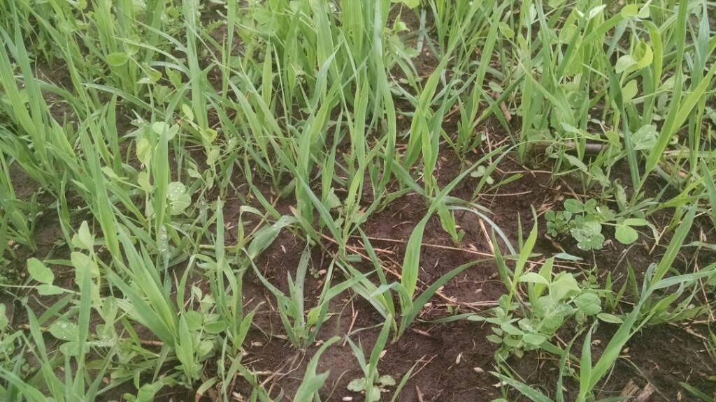 Food Plot Layers of oats, rye and peas (even wheat) Page 8 Michigan Sportsman Online