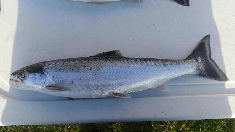 fishing planet good lure for atlantic salmon at michigan saint-croix lake