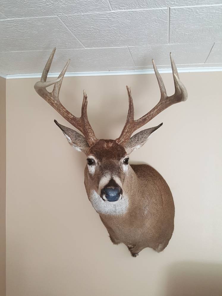 2016 archery buck is home - Taxidermy