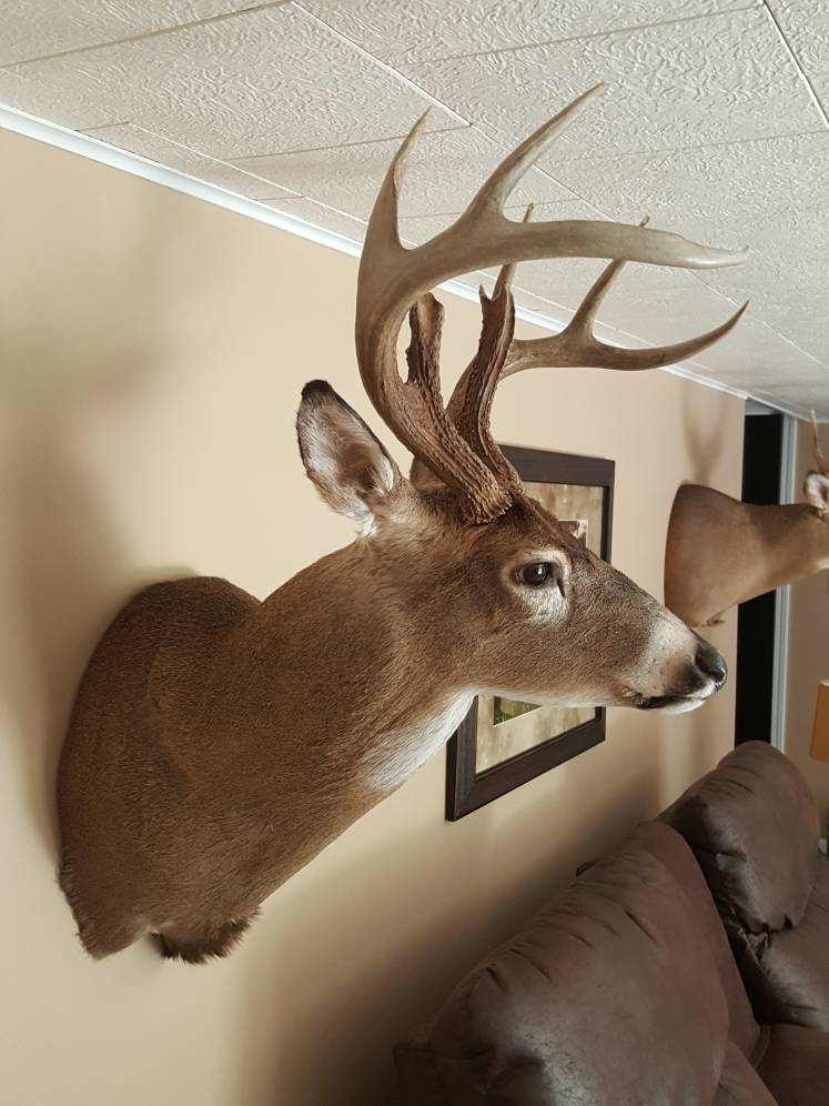 2016 archery buck is home - Taxidermy