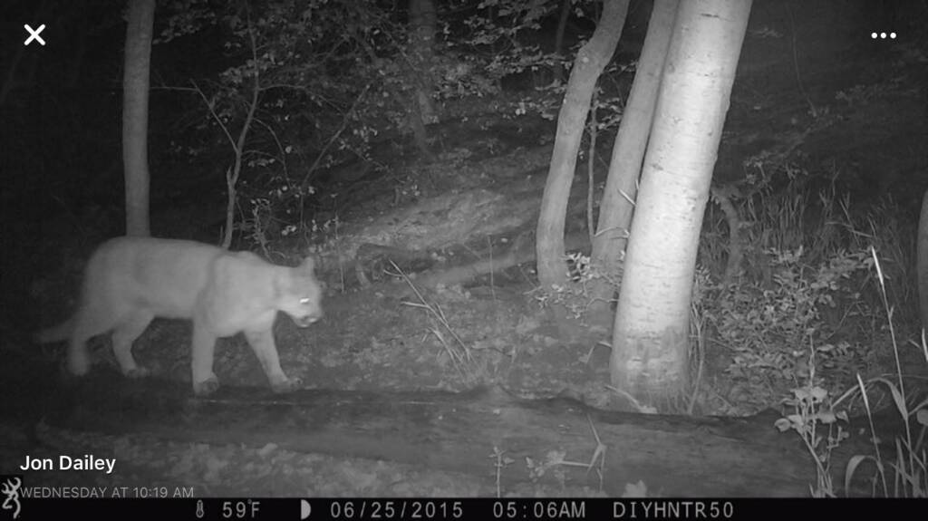 Mountain Lion in Ohio? Ohio Game Fishing Your Ohio Fishing Resource