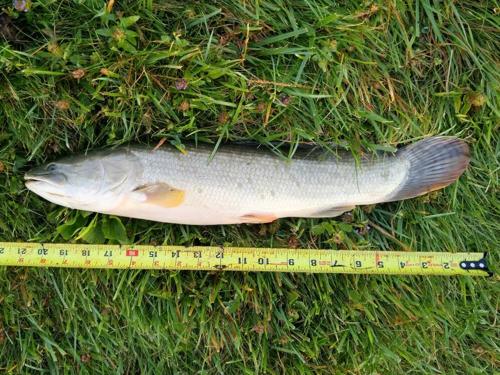 Caught a Bowfin in my pond