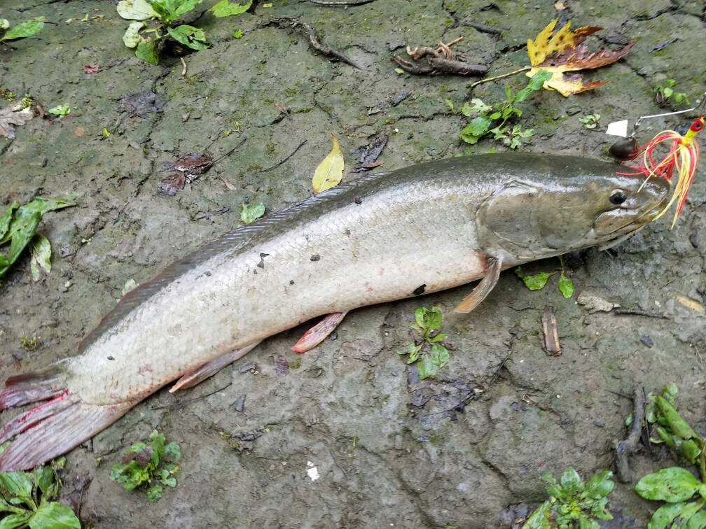 First Bowfin  Ohio Game Fishing