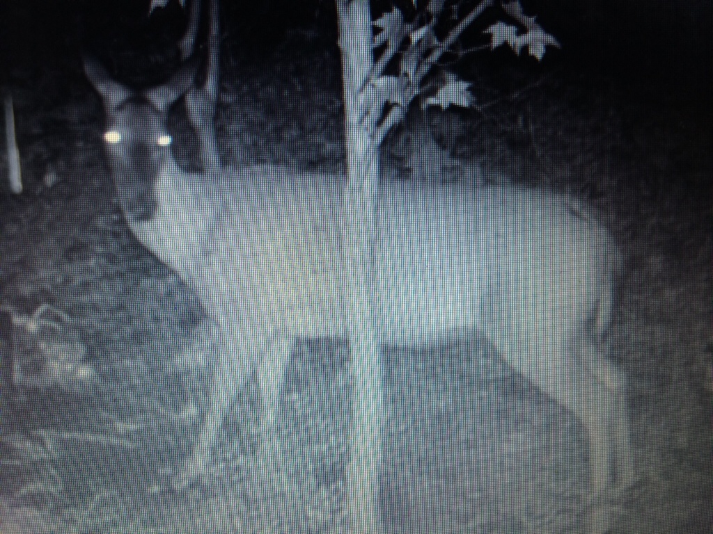 Field dressed weights Ohio Sportsman Your Ohio Hunting and Fishing