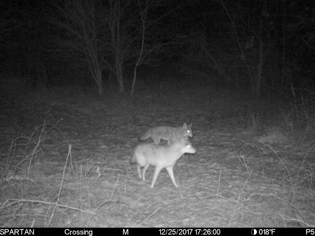 Coyote | Ohio Sportsman - Your Ohio Hunting and Fishing Resource