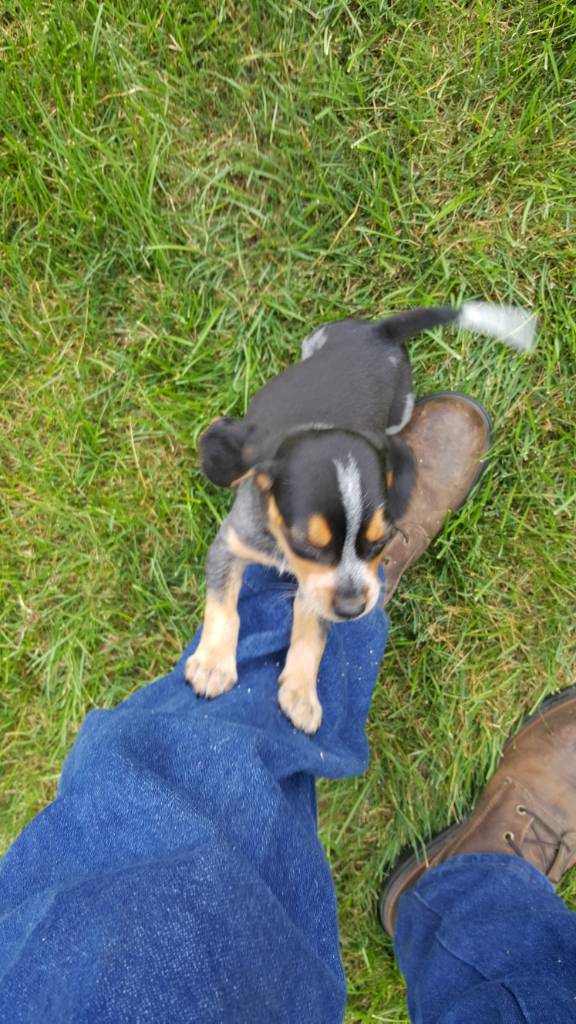 11 month old started double buckshot Male (Cuttin up lines) - Pups For Sale