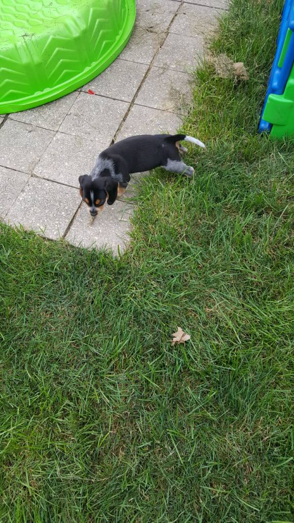 11 month old started double buckshot Male (Cuttin up lines) - Pups For Sale