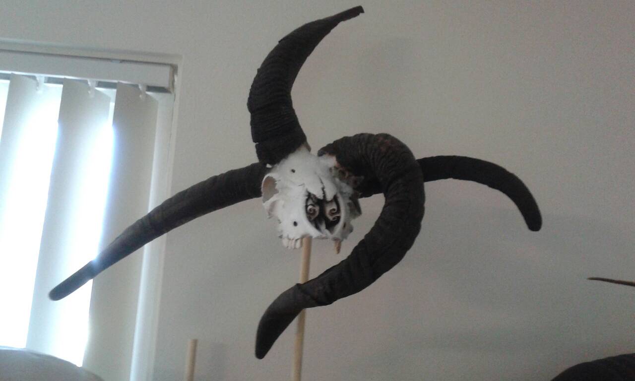 Anyone have a Jacob's sheep skull? (4 horns!) | Welcome to the