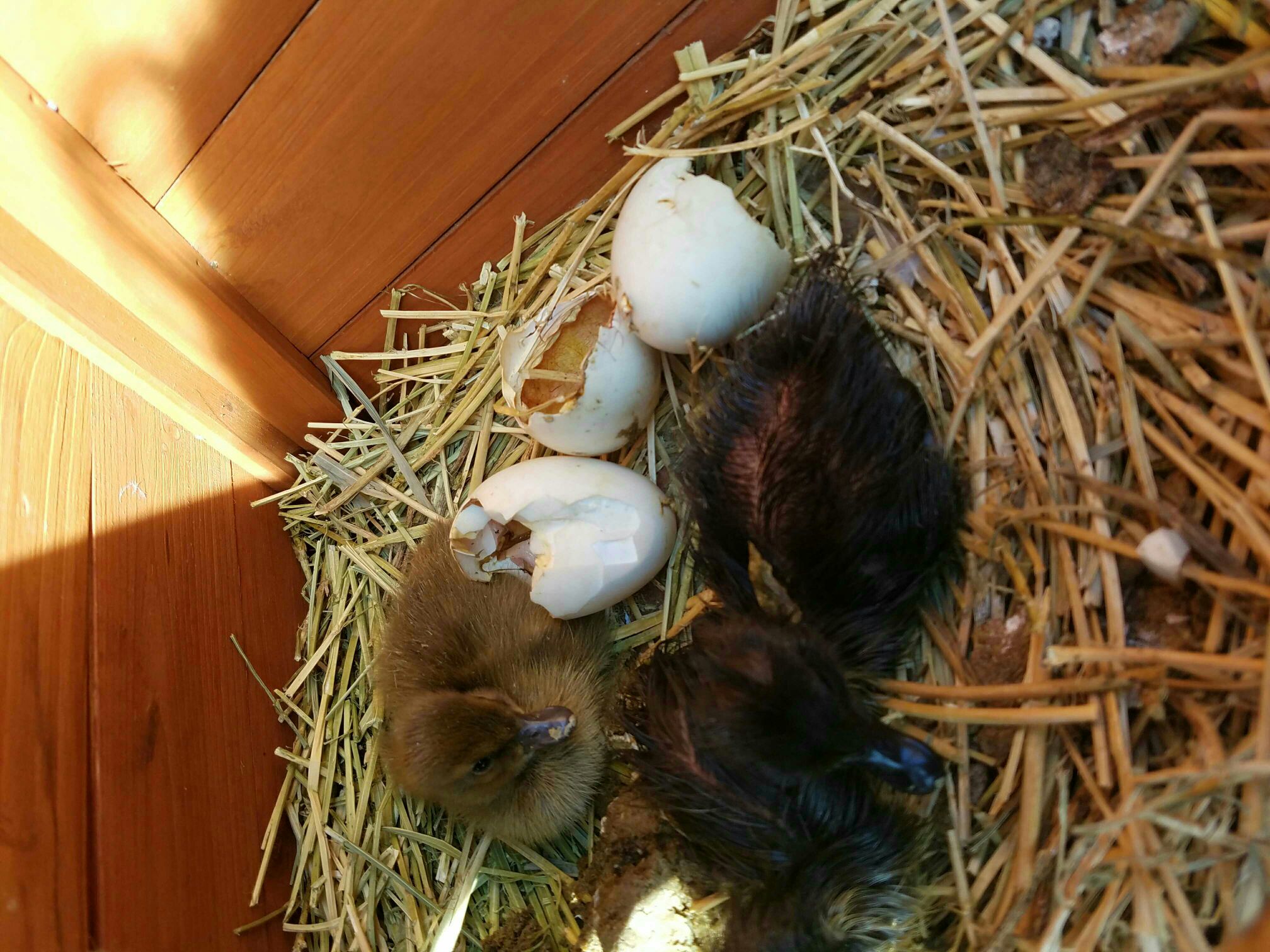 Assisting Shrink wrapped Ducklings The Goat Spot Forum