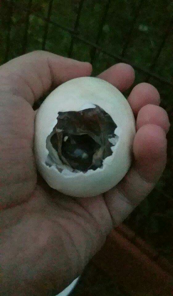 Assisting Shrink wrapped Ducklings The Goat Spot Forum