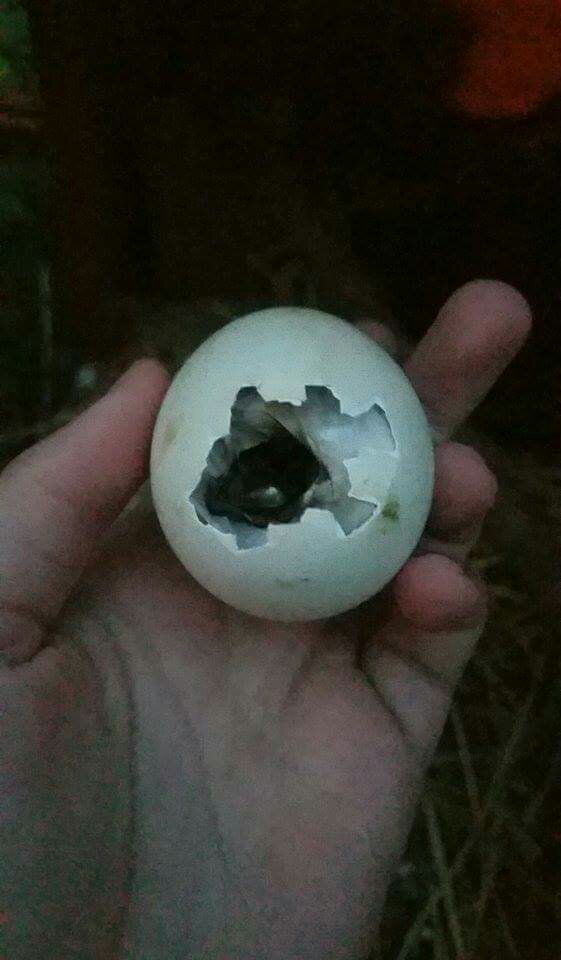 Assisting Shrink wrapped Ducklings The Goat Spot Forum