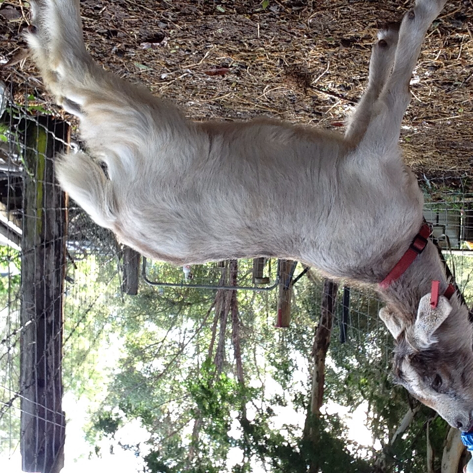 Learning to Critique for Dummies 1.5 Page 17 The Goat Spot Forum